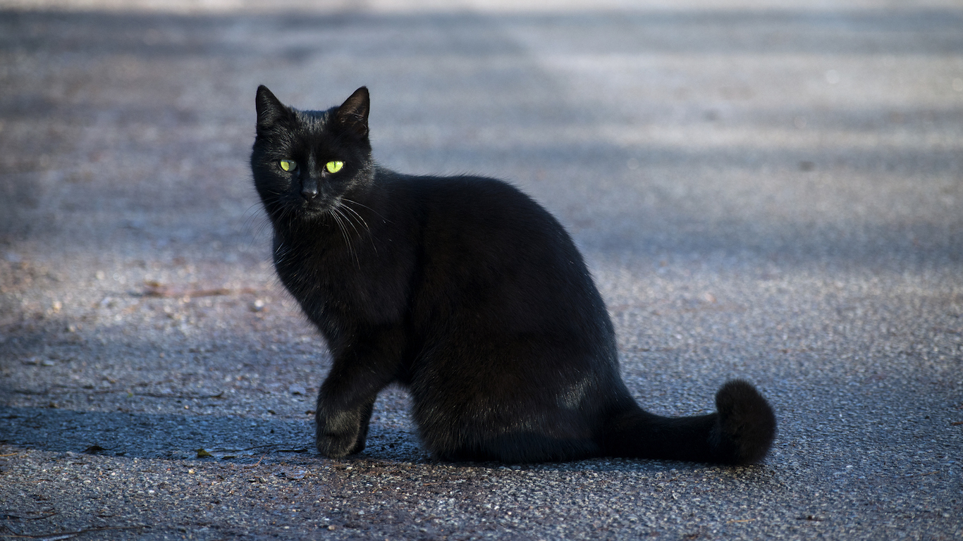 Черная кошка на дороге