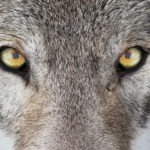 21 Dangerous Zoo Animal Escape Attempts From Around the World