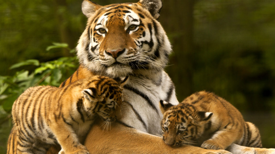 How Much Sumatran Tigers Are Left In The World