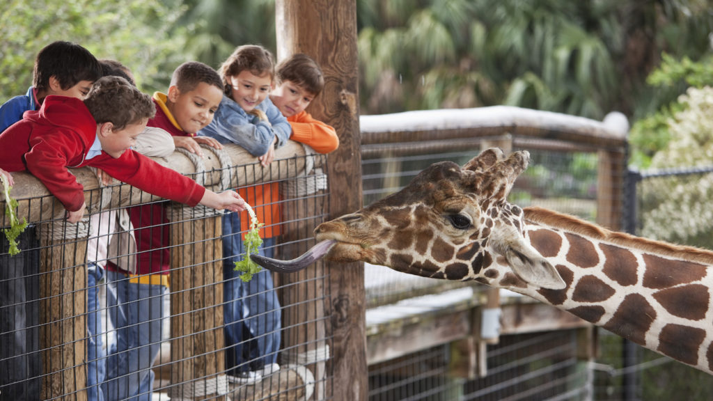 The Best Zoos in America 24/7 Tempo