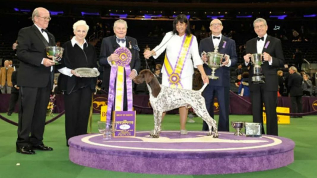 Every Dog to Win Best in Show at Westminster Since 1970 24/7 Tempo