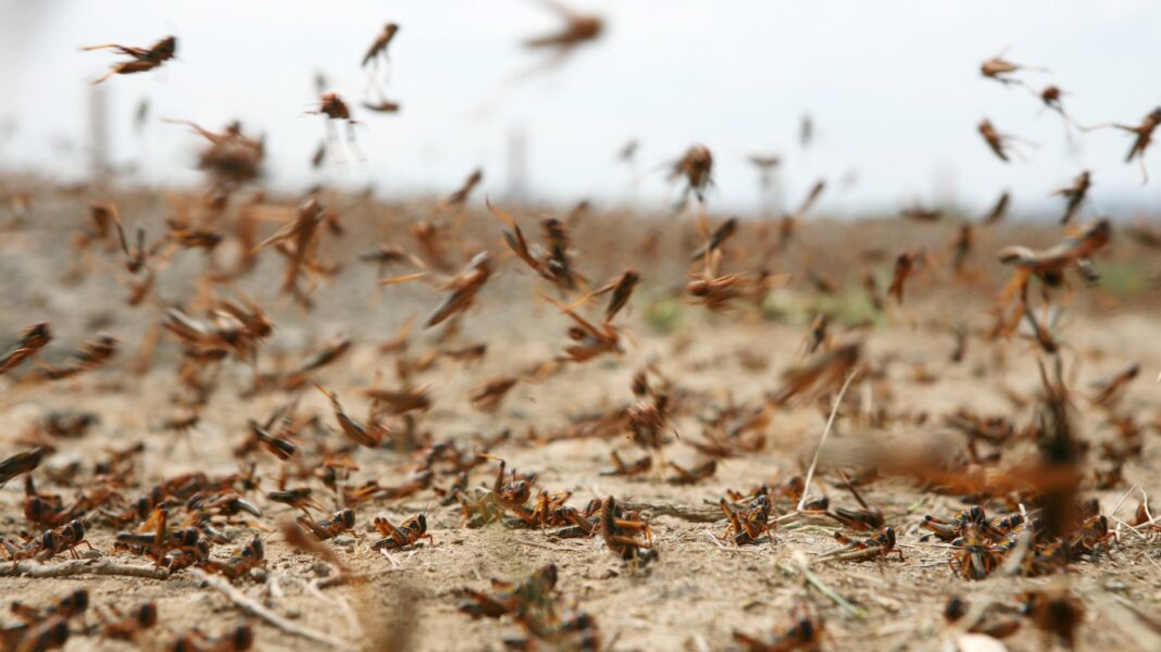 How Many Deaths Are Caused By Insects? – JIIVCI
