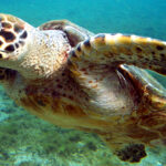 Plastic is Killing Marine Life