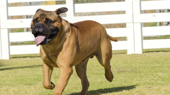 what is the hardest breed of dog to train