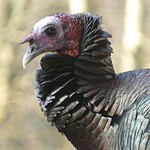 Benjamin Franklin wanted the nation's Great Seal to depict a turkey