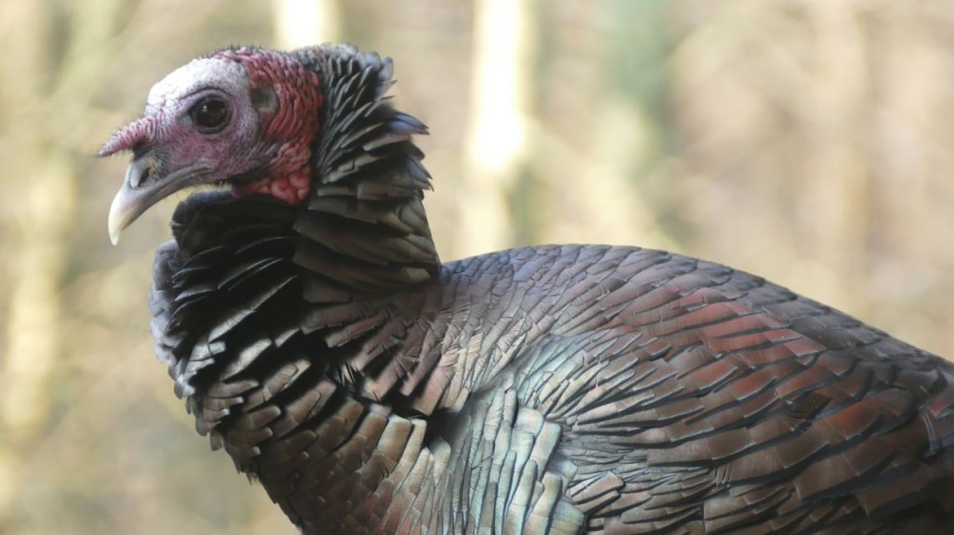 Benjamin Franklin wanted the nation's Great Seal to depict a turkey