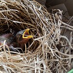 Touching a baby bird will impart human smell and cause its mother to abandon it