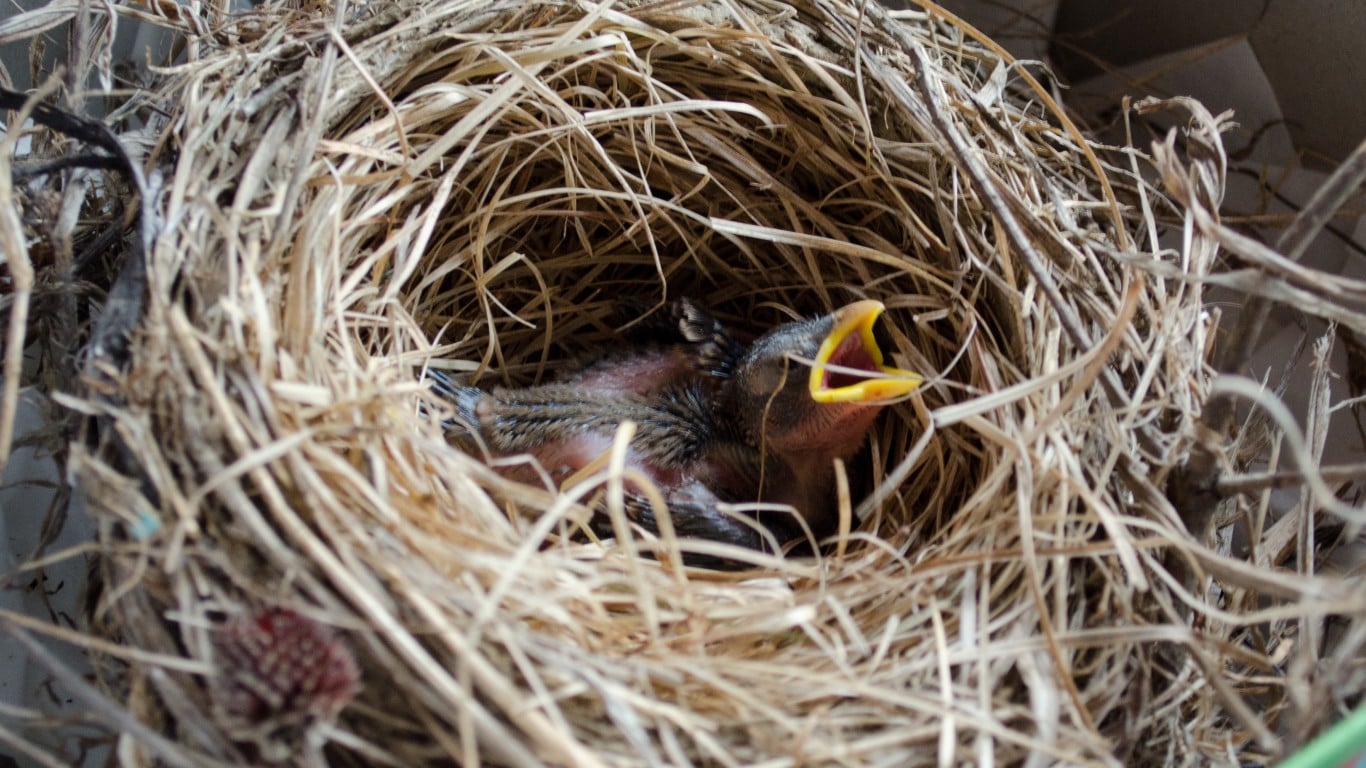 Touching a baby bird will impart human smell and cause its mother to abandon it