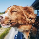 Dogs see only black and white