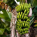 Bananas grow on trees