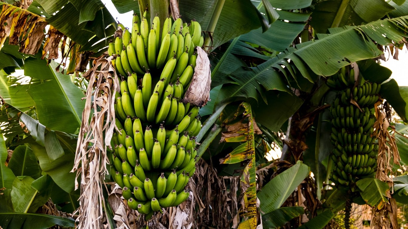 Bananas grow on trees