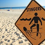 Urine will soothe a jellyfish sting
