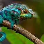 Chameleons change colors to blend in with their surroundings