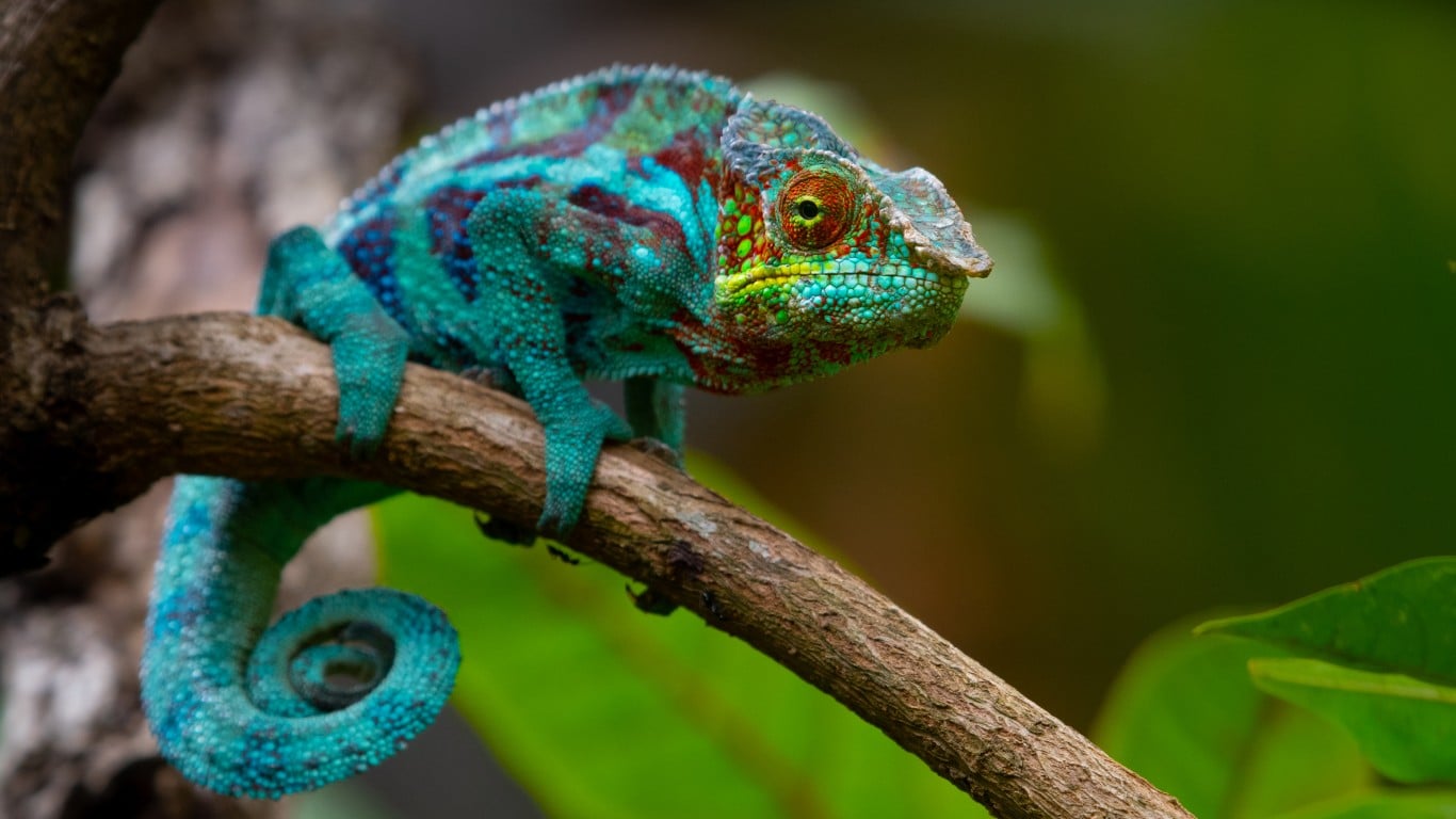 Chameleons change colors to blend in with their surroundings