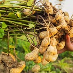Peanuts are a type of nut