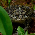 Toads cause warts