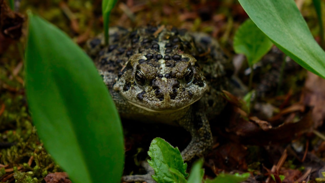 Toads cause warts