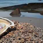 Only oysters make pearls