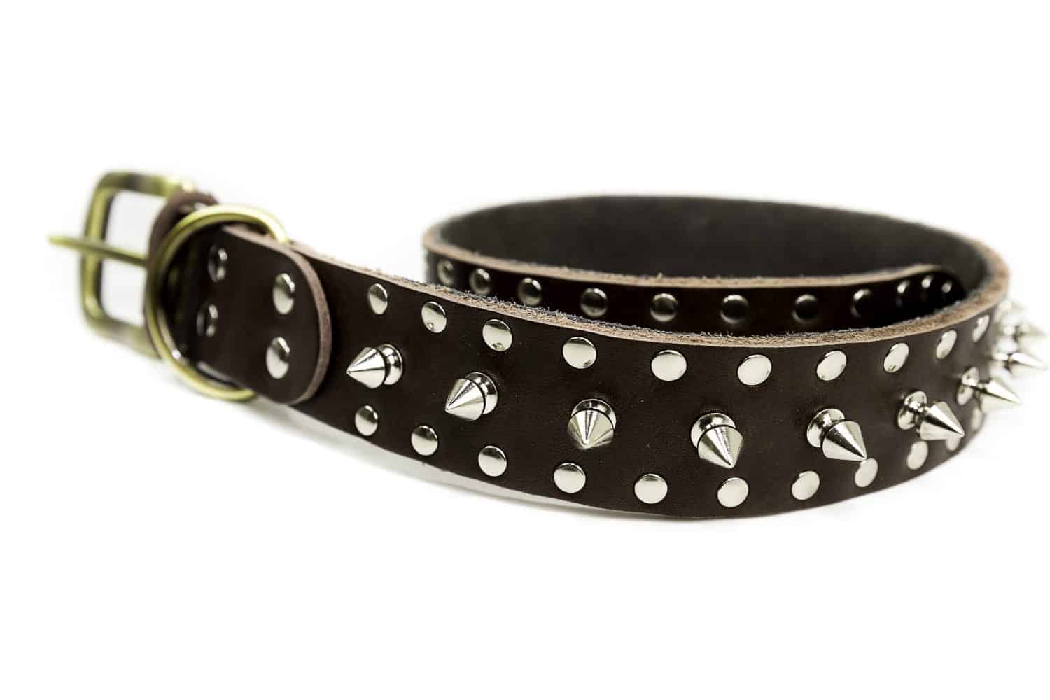 Dog collar with metal on white background