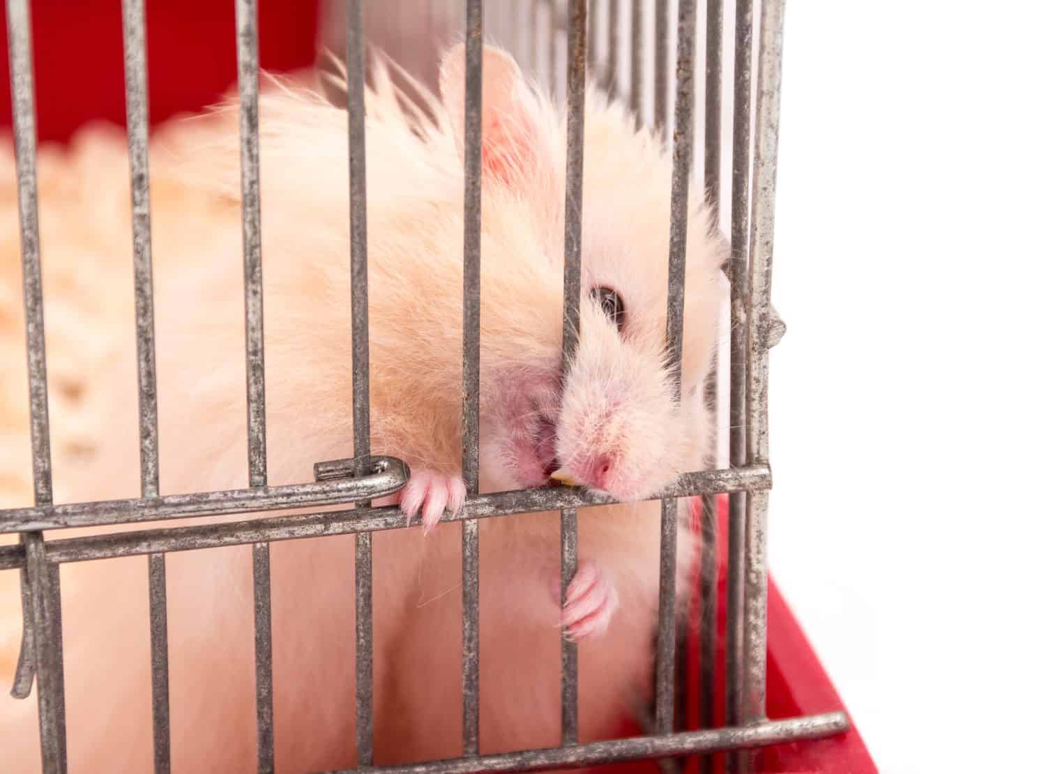 Fierce Syrian hamster gnawing on its cage bars (selective focus on the hamster teeth and paws) isolated on white, copy space on the right