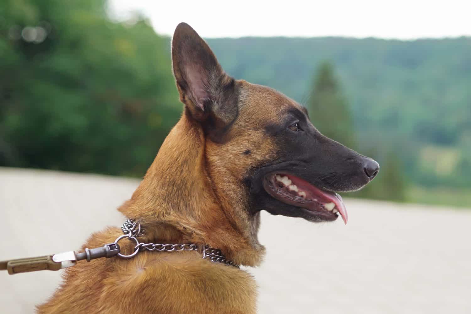 The portrait of a Belgian Shepherd dog Malinois with a chain collar posing outdoors in summer. Side view