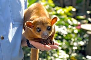 Adorable Kinkajou, Potos flavus, with big cute eyes looking at the camera, sitting on the hand