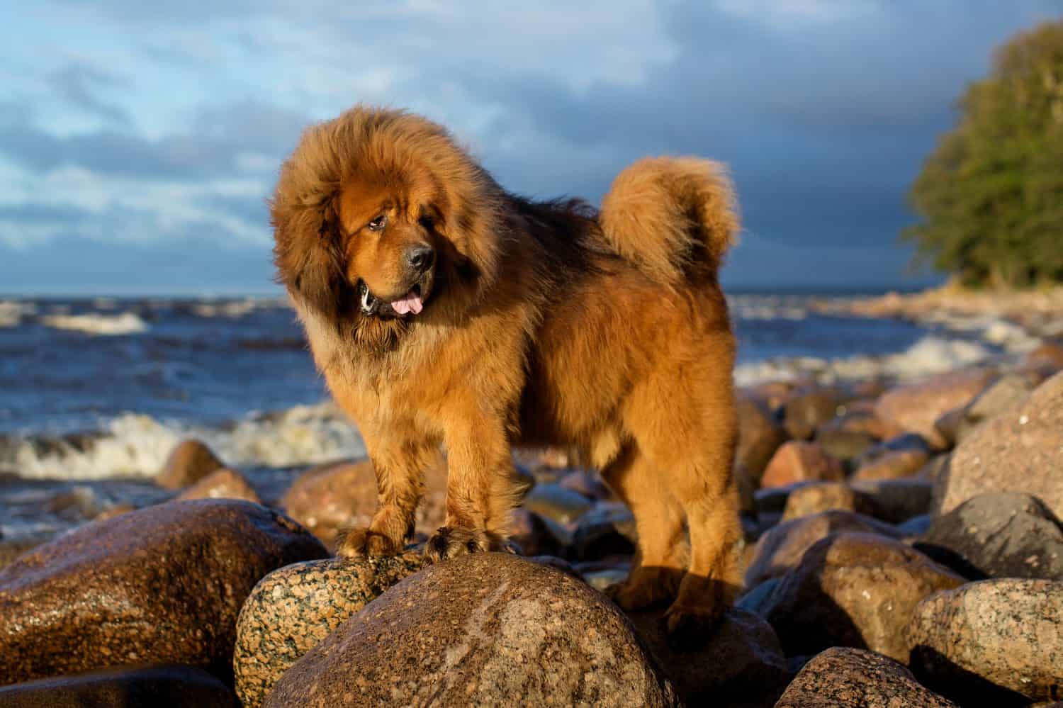 Tibetan Mastiff on the rocks