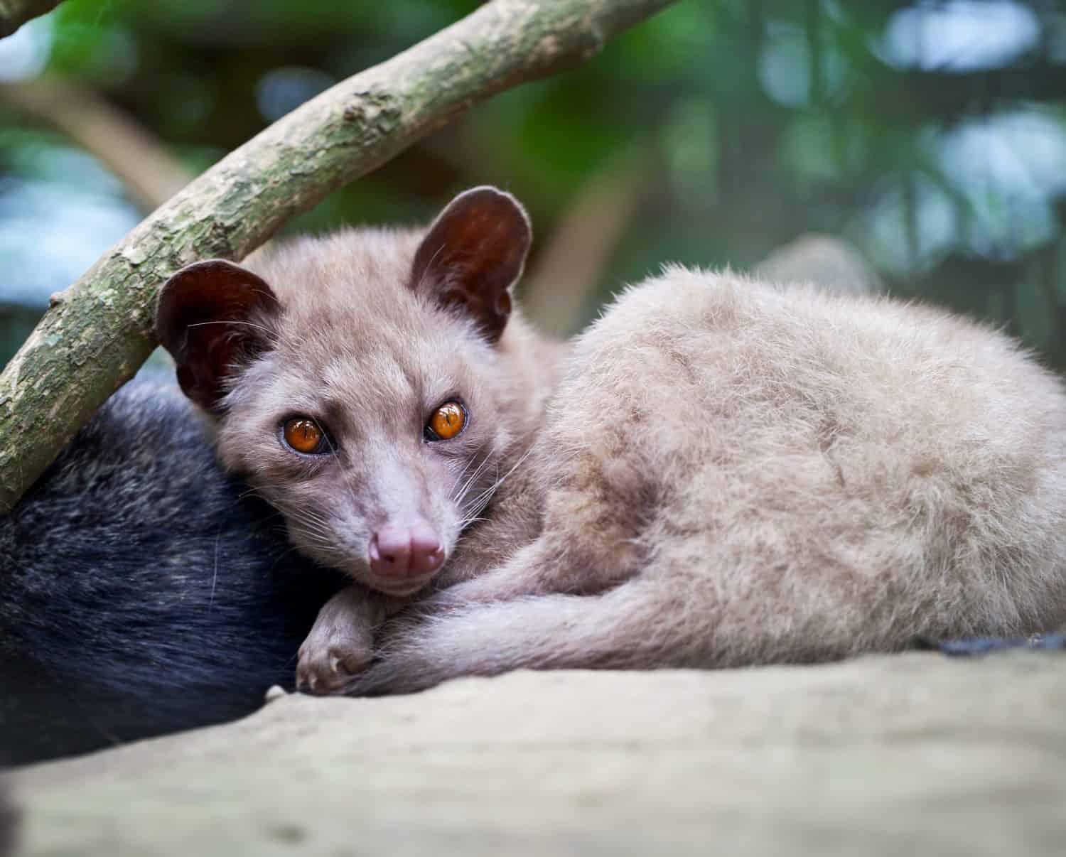 Asian Palm Civet - The animal used for the production of expensive coffee Kopi Luwak