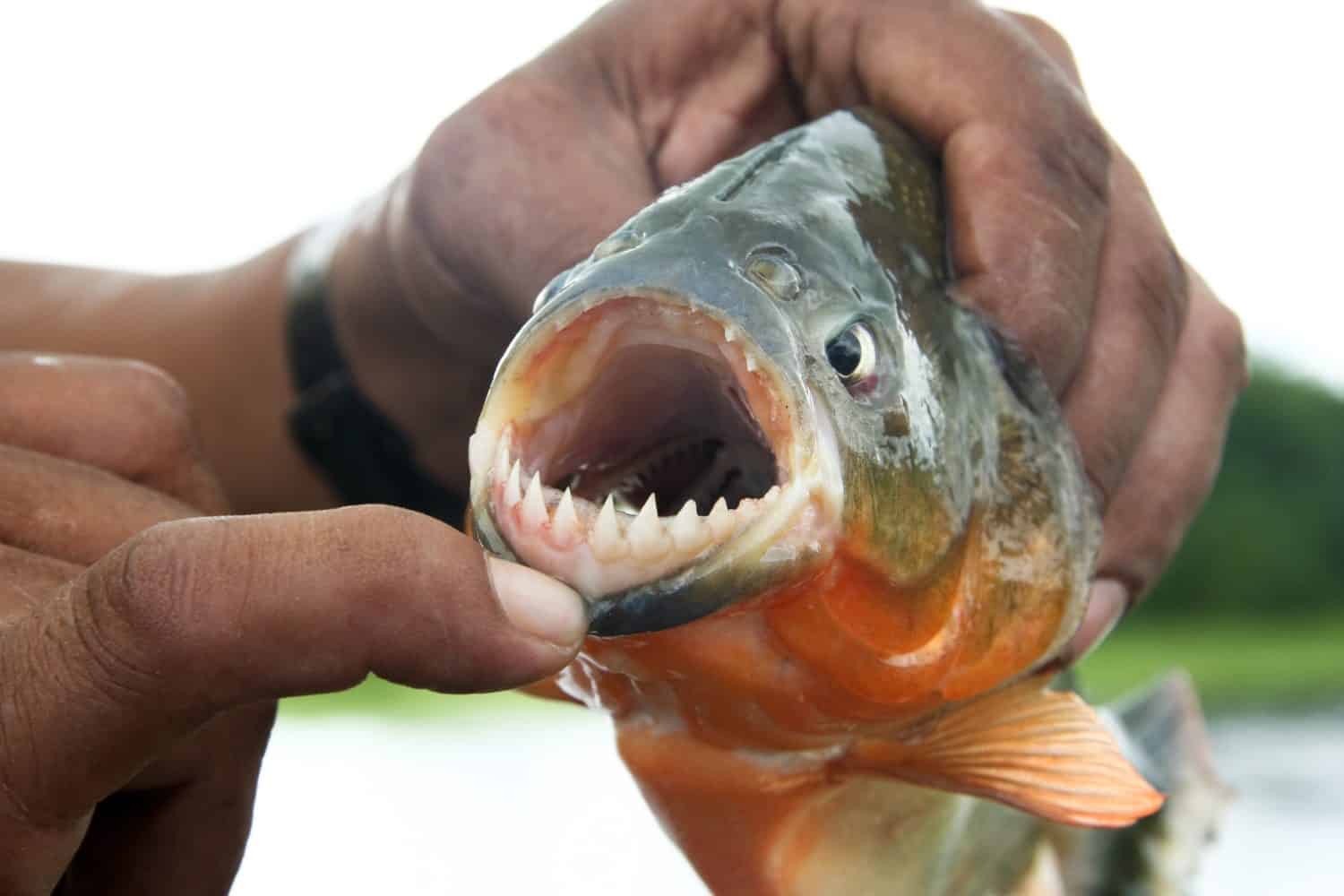 Piranha fish with his mouth open