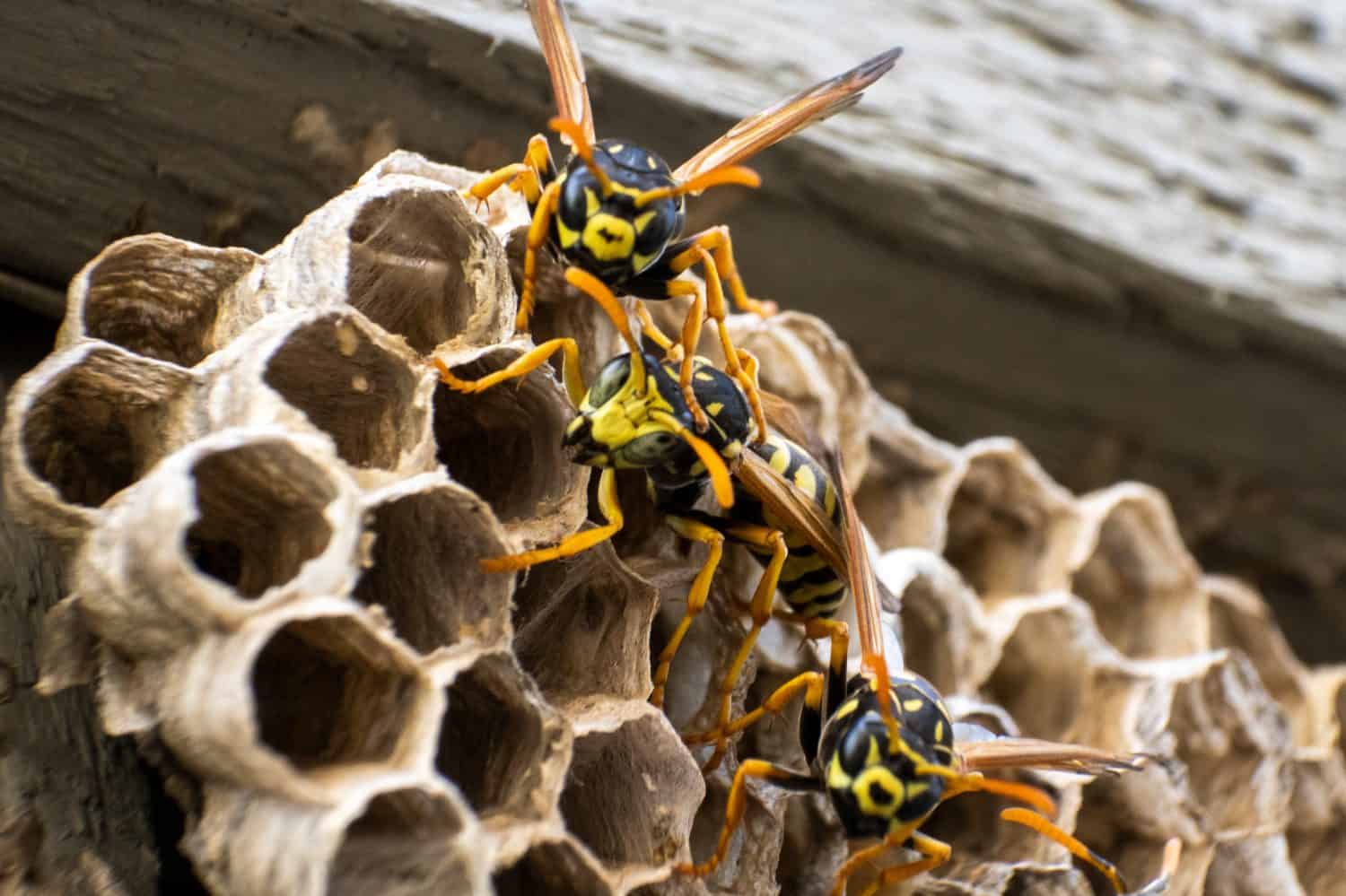 Wasp on nest