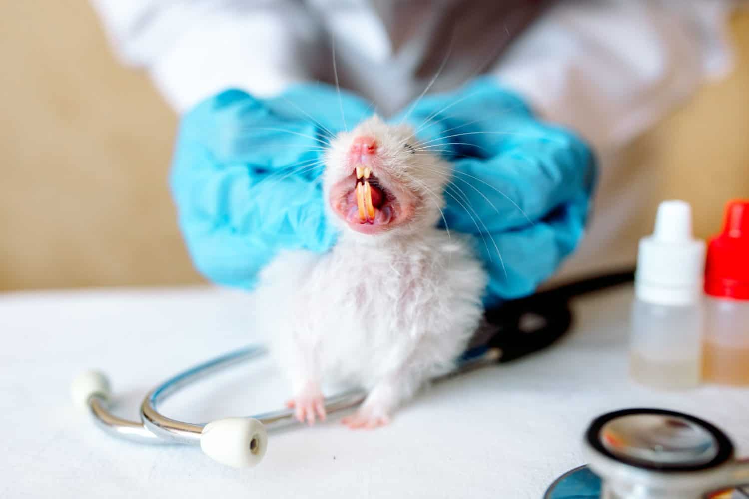 Hands of a doctor. Vet doctor examines the animal in the clinic with stethoscope. Animal on examination in vet clinic. Inspection of the teeth of a hamster by a doctor, a large mouth in an animal.