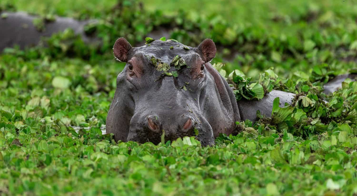 Hippopotamus in green lake water open muzzle. Hippo waiting food in zoo. Specie Hippopotamus amphibius family of Hippopotamidae. Animal in nature water habitat close up. African Hippopotamus wildlife