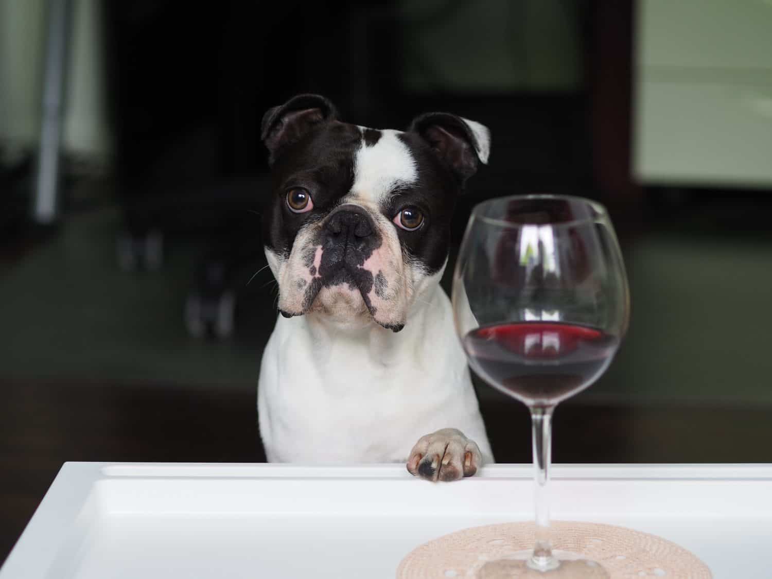 Boston terrier with a glass of wine