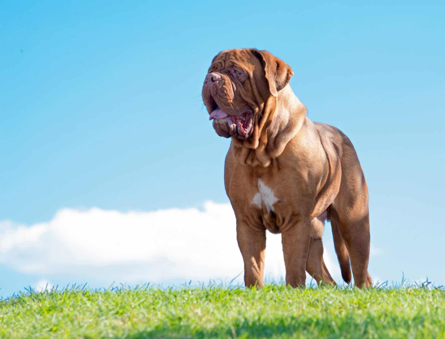 Dogue de Bordeaux dog, standing outdoors with sky background