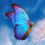 "Butterfly Kisses"
