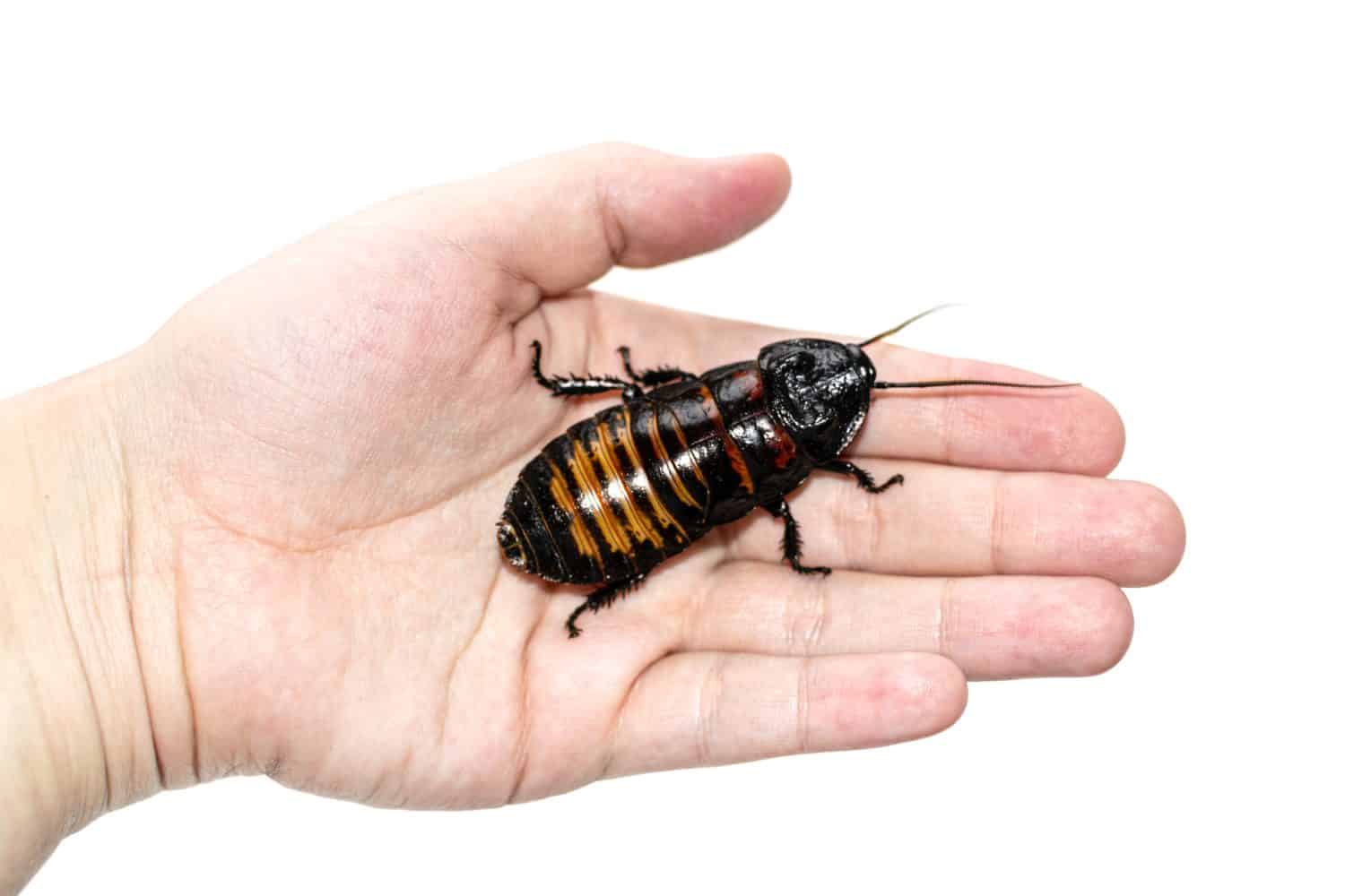 Beautiful huge Madagascar Hissing Cockroach crawls on human hand