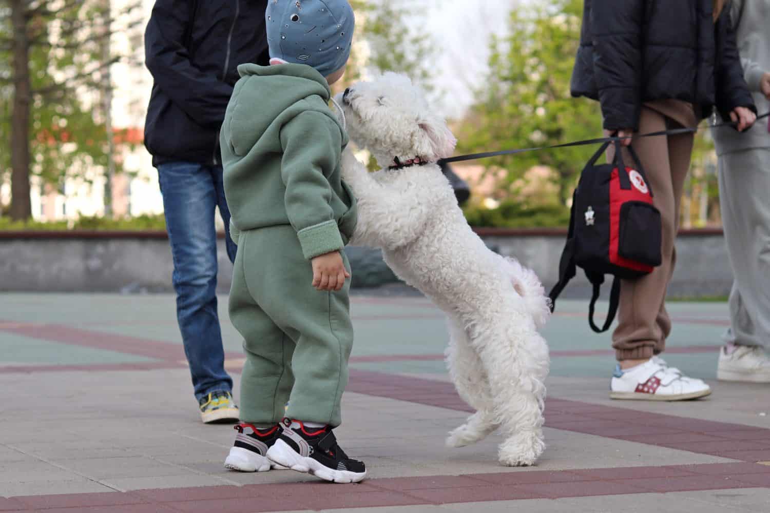 White bichon frise playing with a child on the street, dog jumping paws on a child, animal play with children
