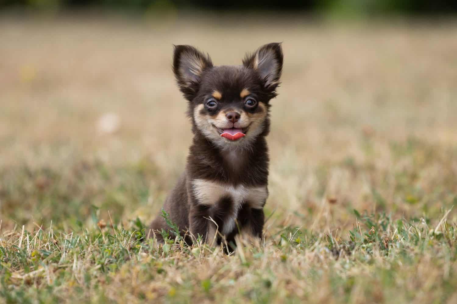 Portrait of Long Haired chihuahua puppy smiling