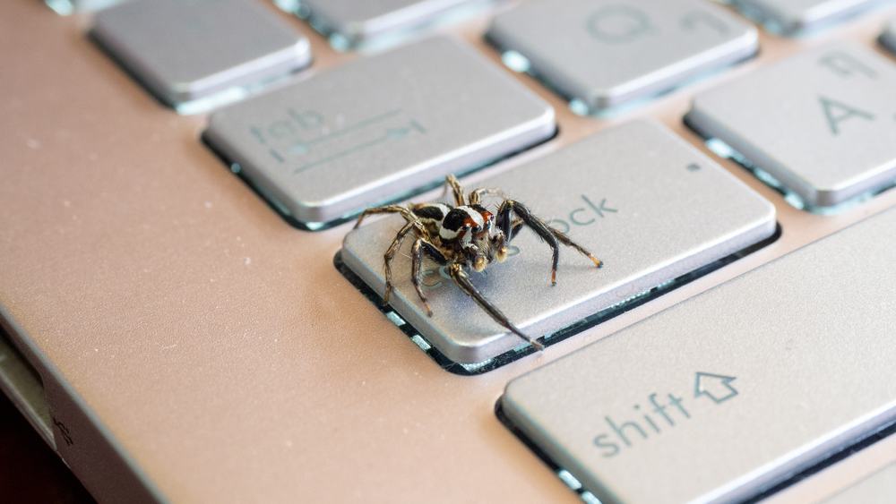 brown and white spider on the keyboard button