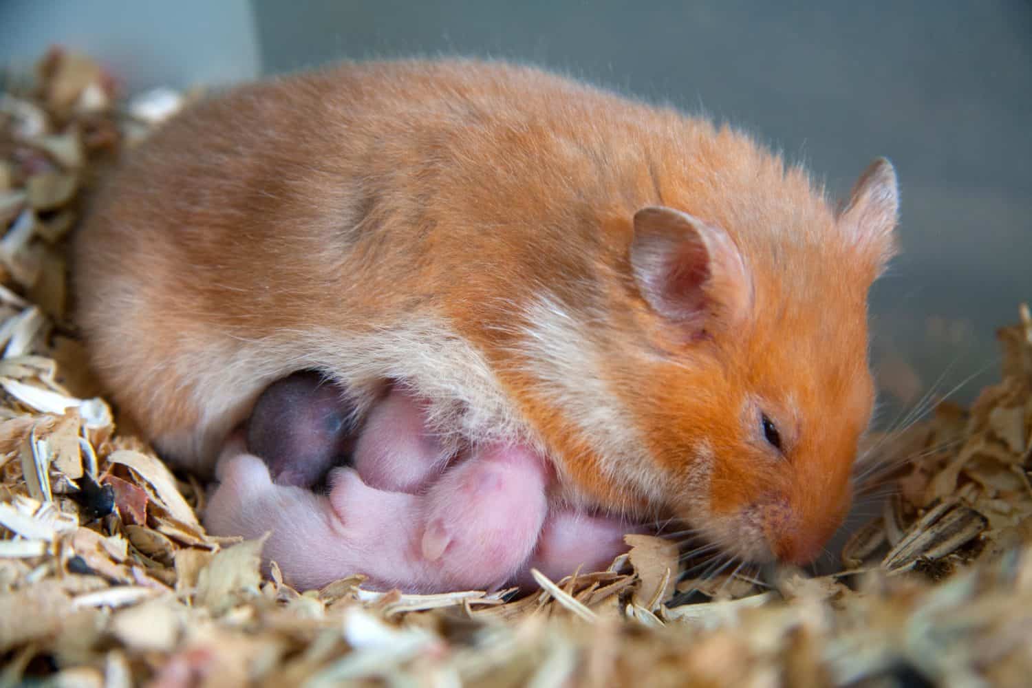 Orange-brown hamster and its baby feeding on mother's milk in a nest full of wood chips