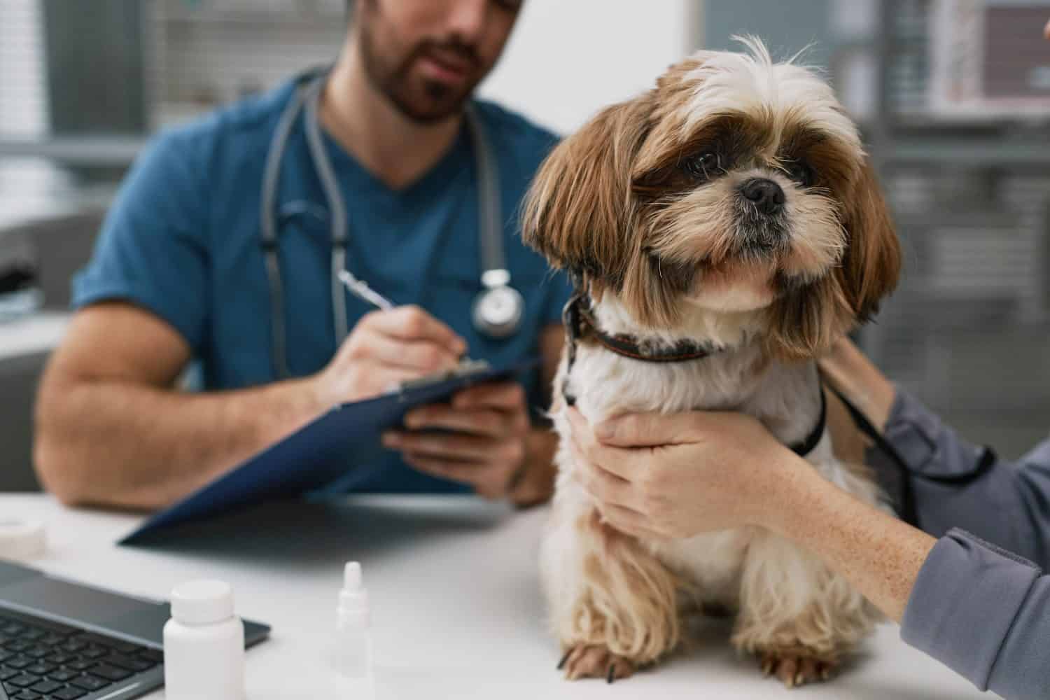 Close-up of cute Shih-tzu sitting on table by female owner against young male veterinarian making prescription notes in document
