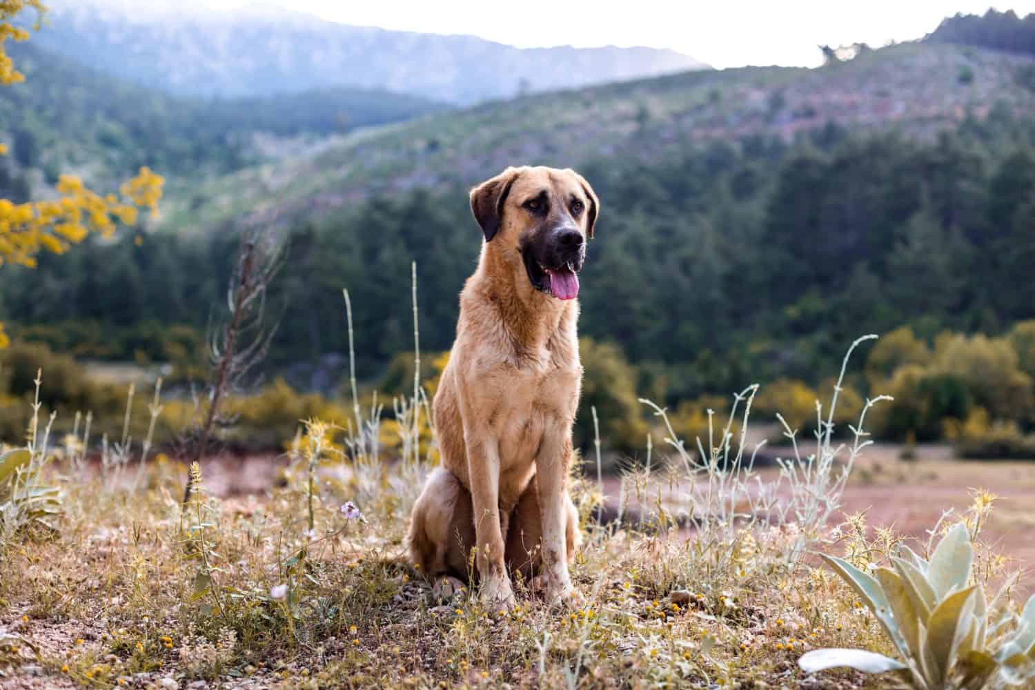Anatolian shepherd dog sits on a mountain path, a pet on a walk