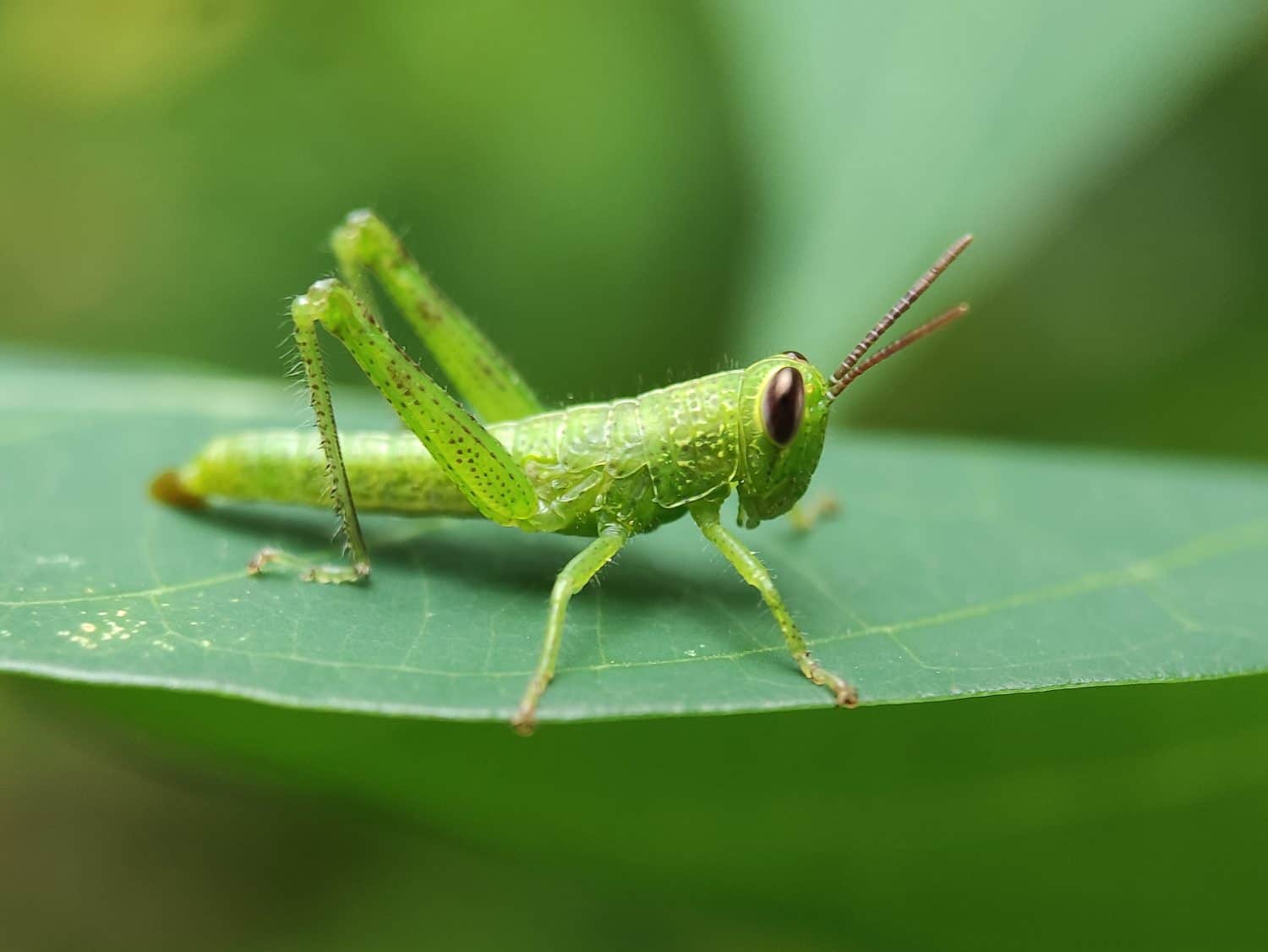 Green Grasshopper On A Green Leaf. Macros Photo.