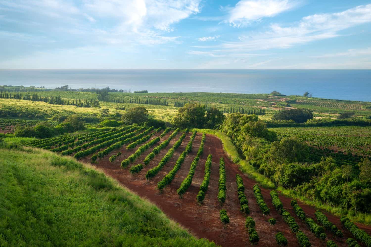 Coffee Plantation on the Island of Kauai, Hawaii. The young coffee plants are spaced in rows so that the density varies between 1,200 and 1,800 plants per hectare. Kalaho, Kauai is featured here.