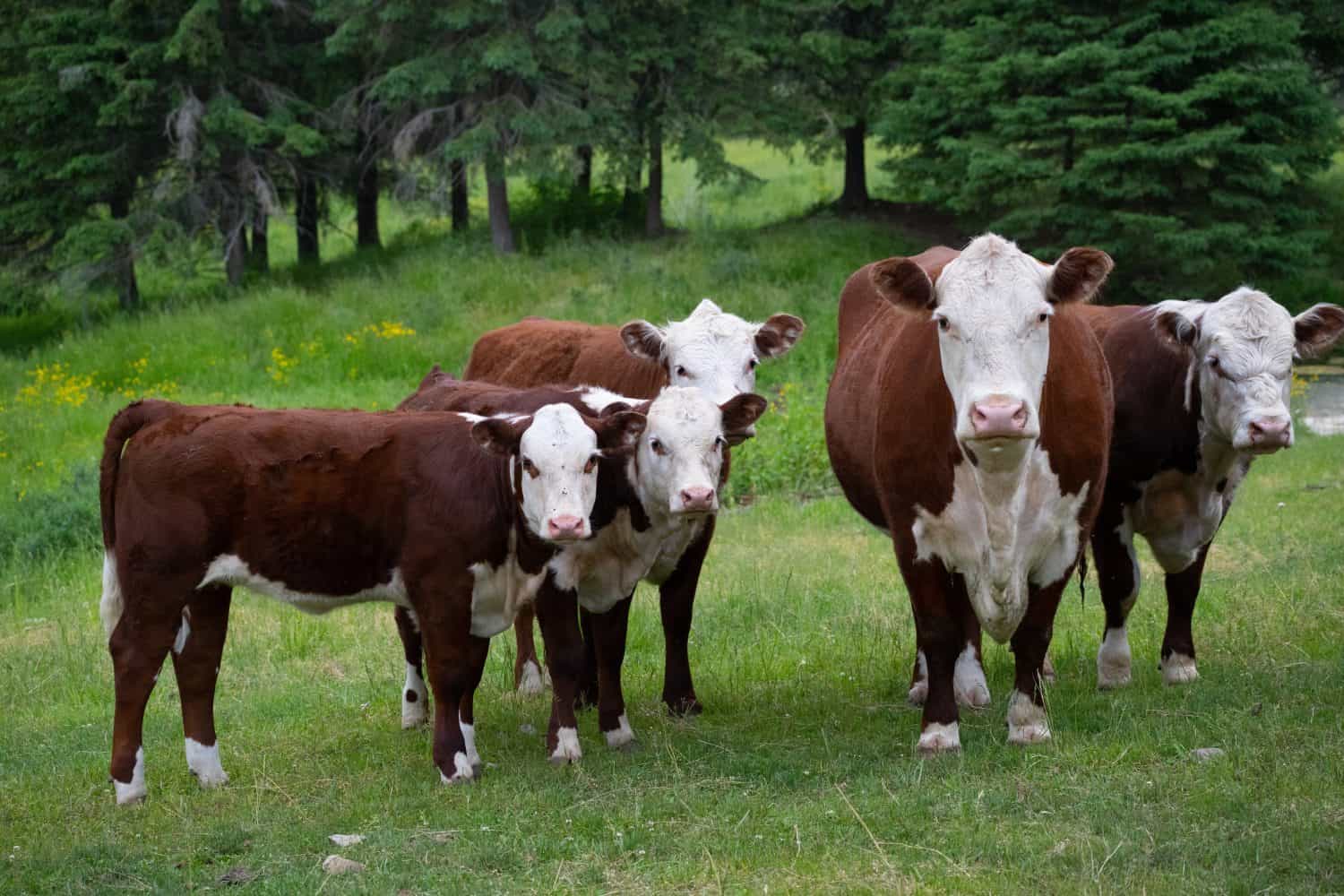 herd of hereford cows in green grassy pasture on agricultural farm brown and white cows with white faces looking at camera in the countryside horizontal format room for type beef industry background