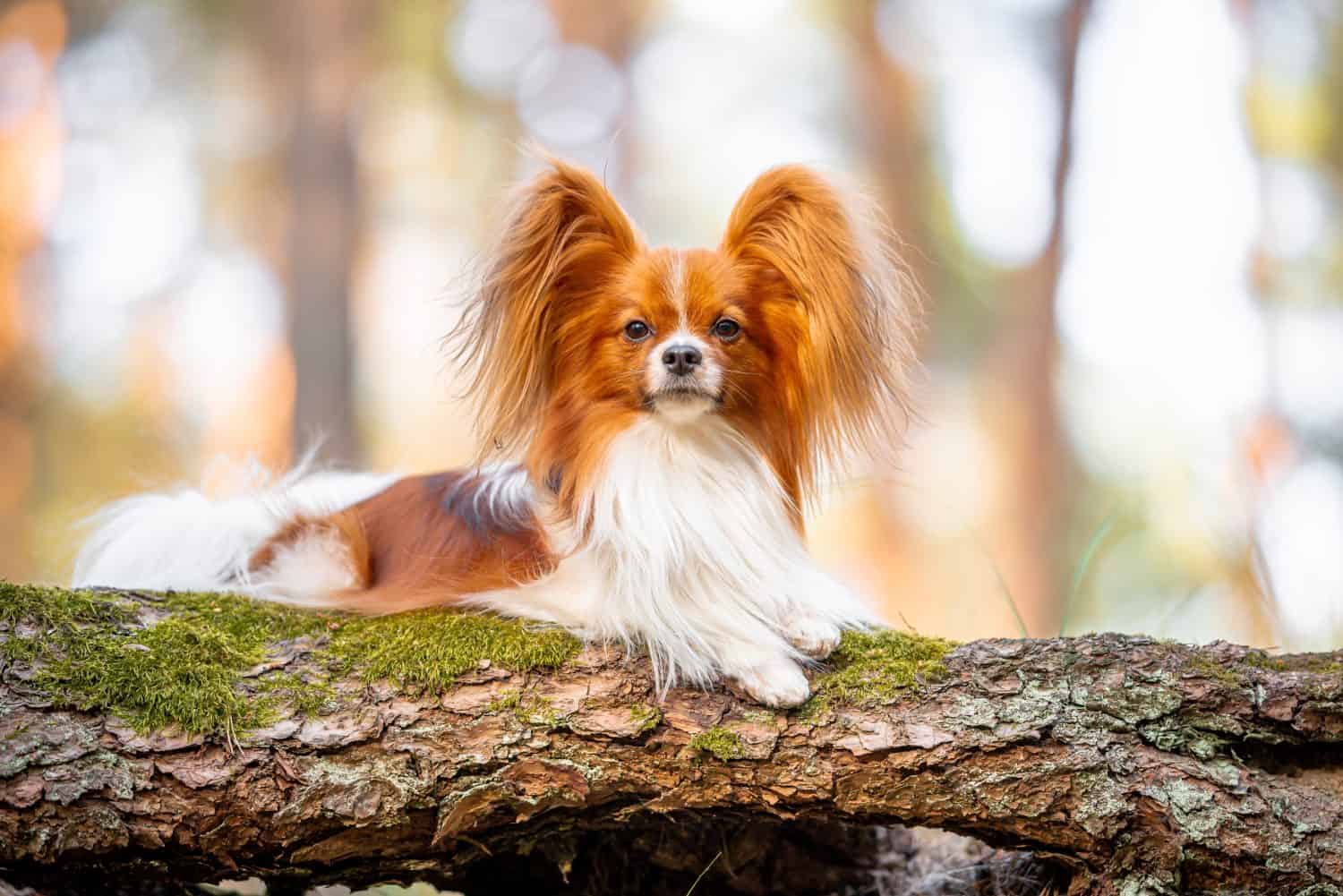 Beautiful red and white papillon portrait, blurred background on the spring grass