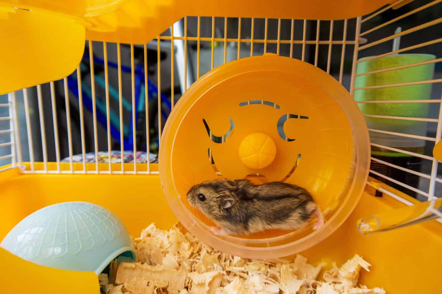 a Dzungarian hamster running in a yellow wheel in a cage. High quality photos