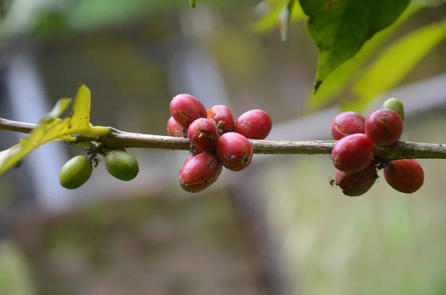 Coffee (Coffea spp) is a tree-shaped plant species belonging to the Rubiaceae family and the Coffea genus. Naturally, coffee plants have tap roots so they don't fall over easily