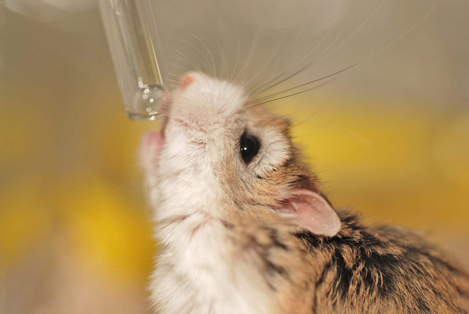 Roborovski hamster drinking water from a water bottle