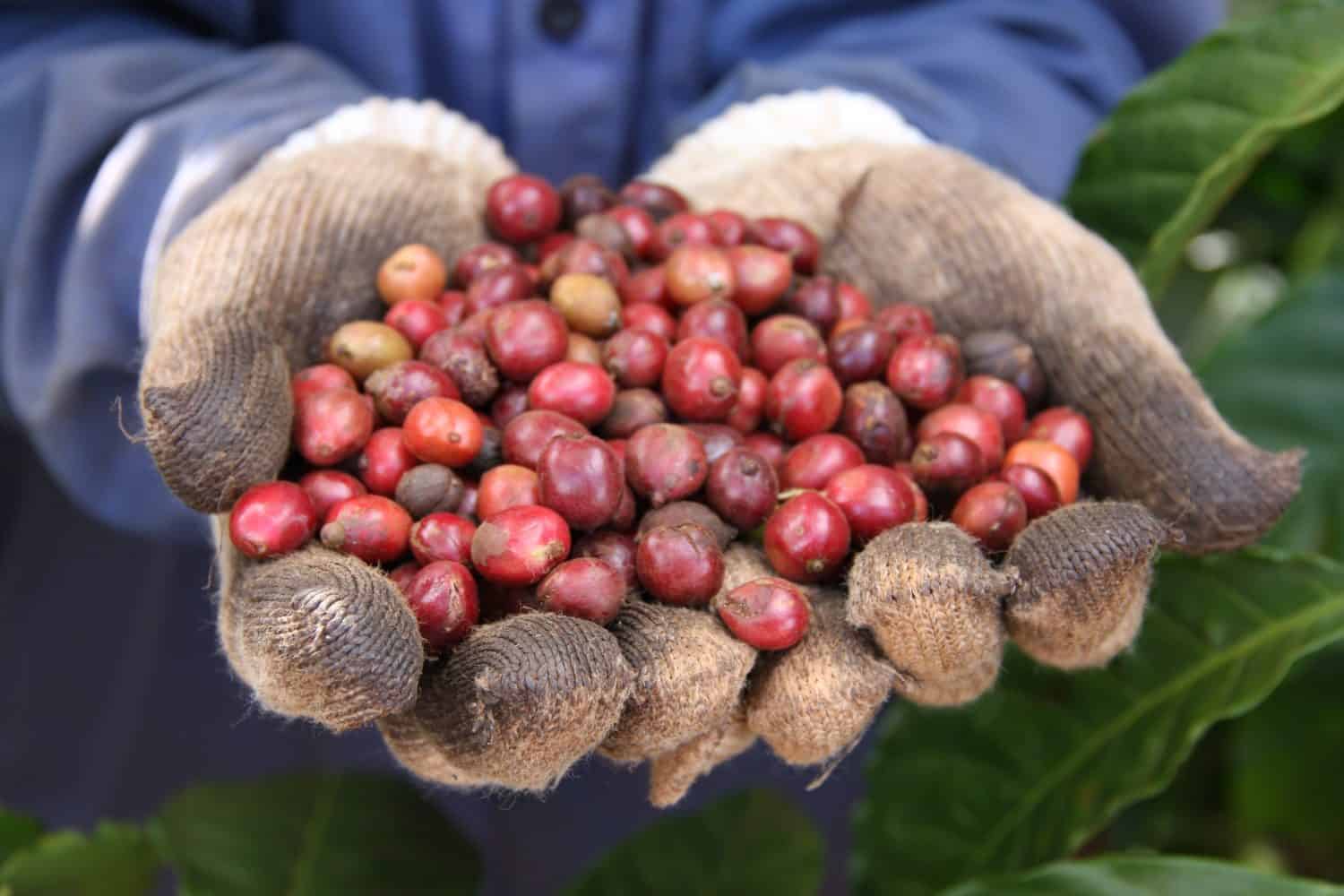 Red coffee cherries , red cherries, ripened beans, freshly picked coffee cherries, harvested beans, java beans, robusta coffee, for pulping. Vietnam coffee.